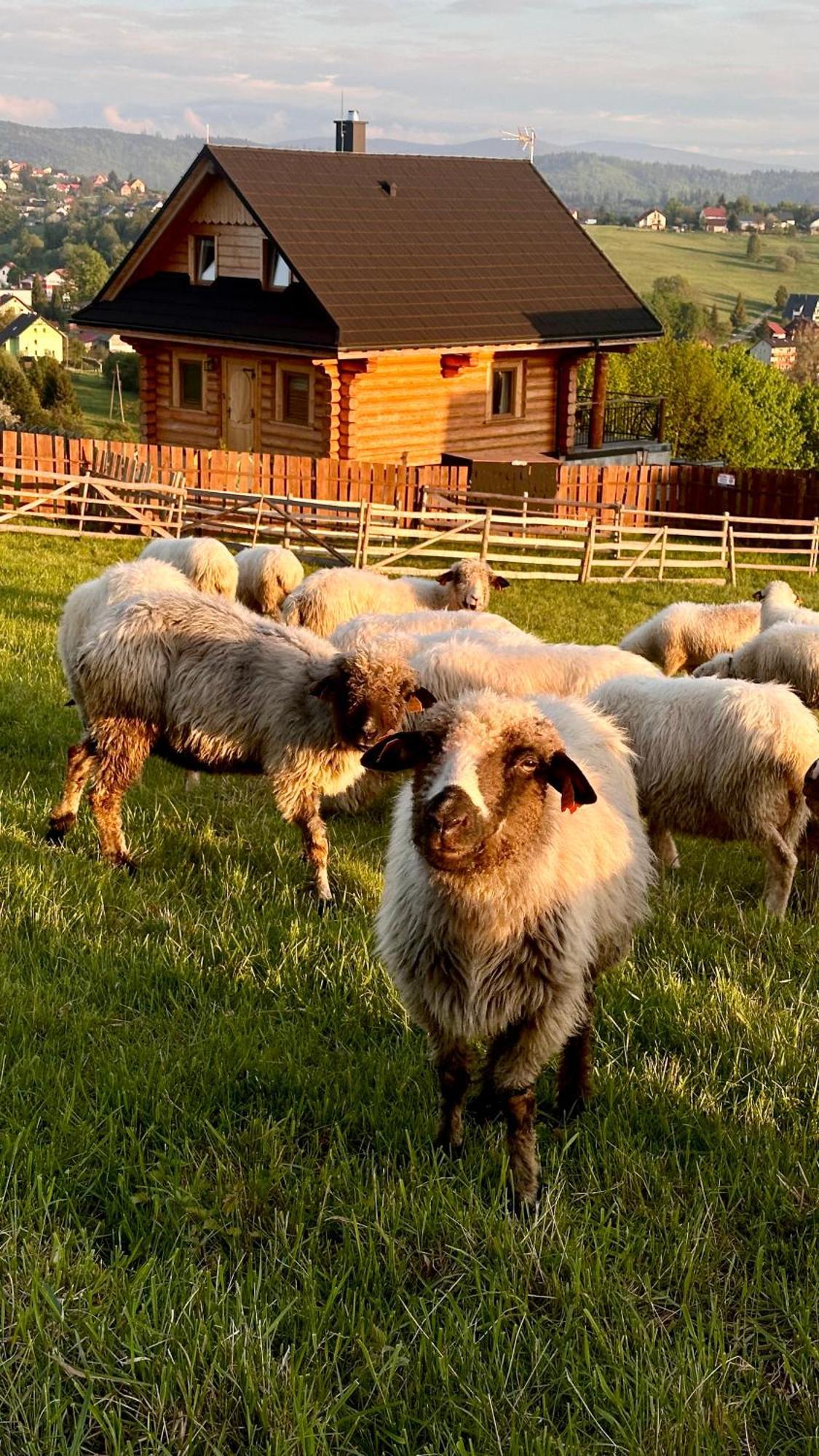 Zloty Gron Log Houses & Apartments 이스테브나 외부 사진